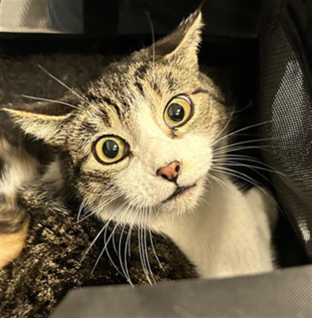  - Female - Domestic SH