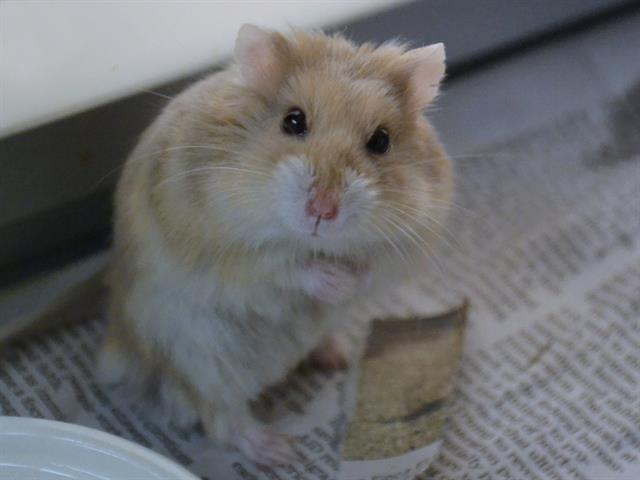 Mr. Twinkie - Male - Siberian
