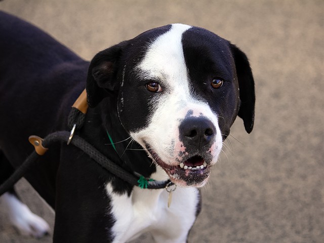 Bella - Female - Pit Bull-Mix
