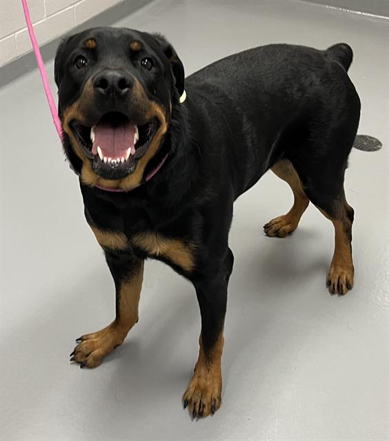 Eddy - Male - Rottweiler
