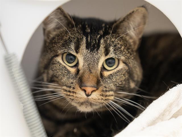 Bobbi - Female - Domestic SH