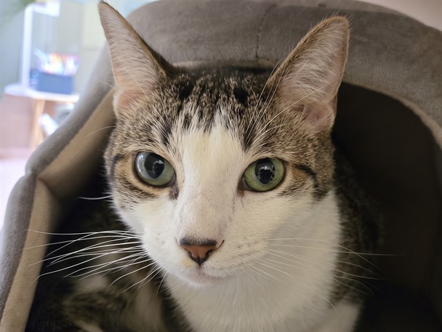 Buddy - Male - Domestic SH