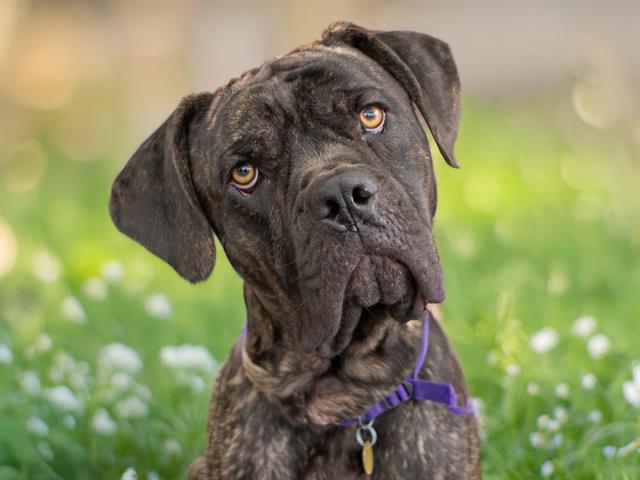 Diesel - Male - Cane Corso