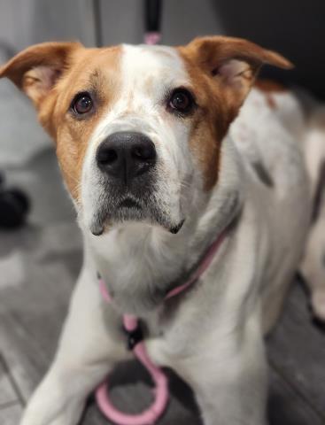 Charlie - Male - Labrador Retriever-Mix
