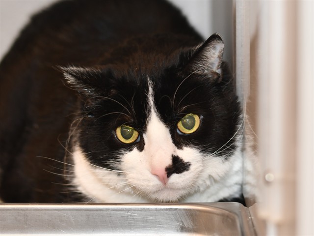 Bronco - Male - Domestic SH