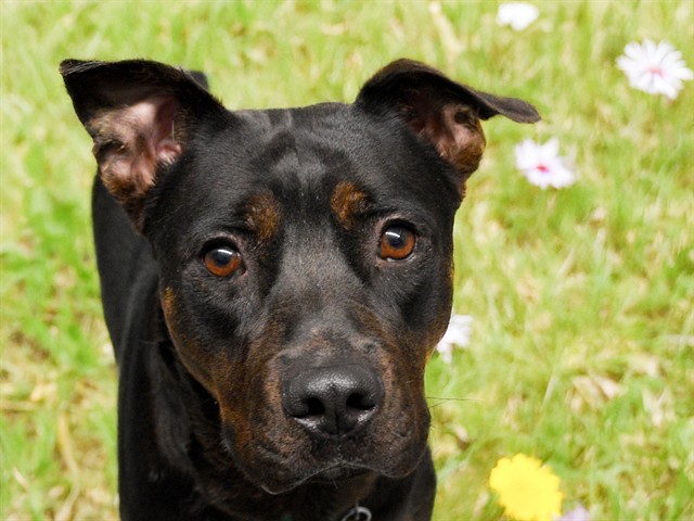 Poppy - Female - Pit Bull