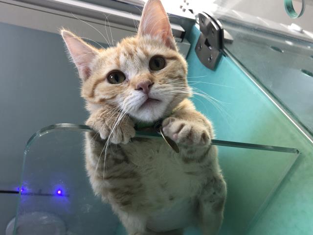 Rosey - Female - Domestic SH