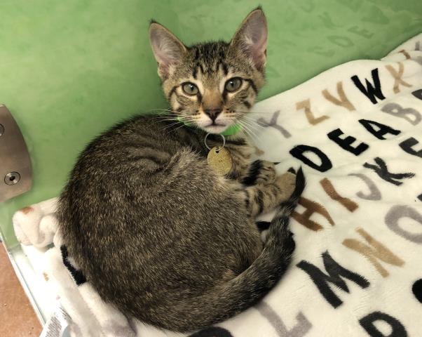 Midge - Female - Domestic SH