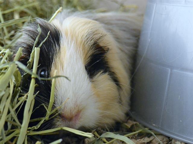 Spalding - Male - Guinea Pig