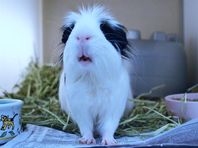 Bamito - Male - Guinea Pig
