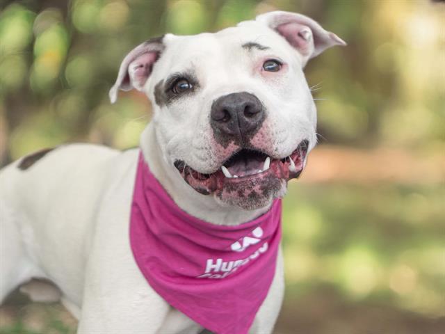 Nyx - Female - Pit Bull