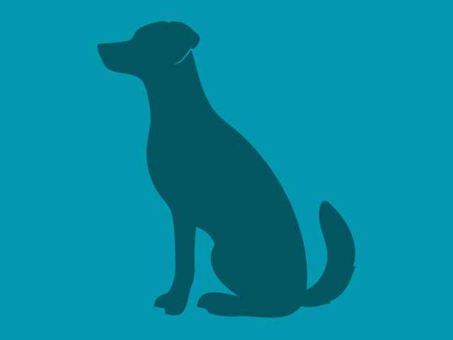 Max - Male - Siberian Husky-Mix