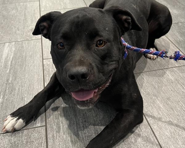 Chomasita - Female - Pit Bull-Terrier