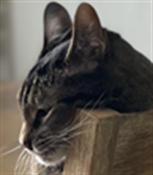 Apollo - Male - Domestic SH
