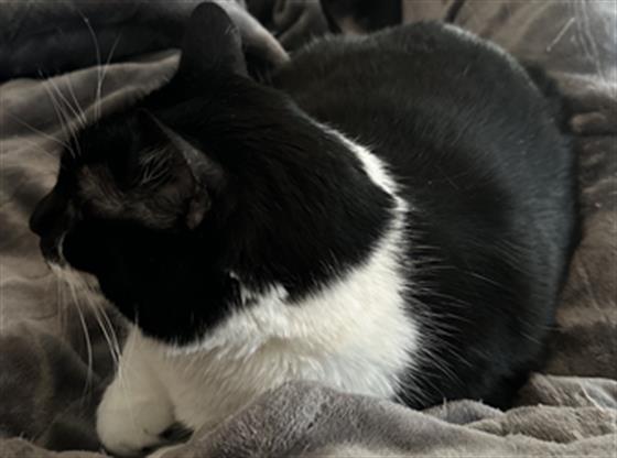 Gemma - Female - Domestic SH