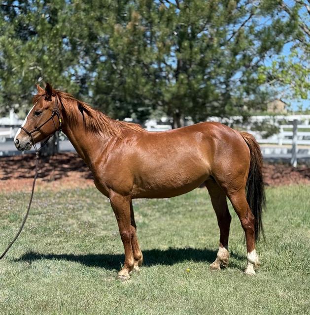 Derby - Female - Grade