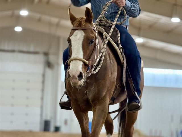 Belmont - Male - Quarter Horse