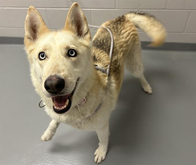 Luna - Female - Siberian Husky