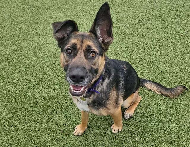 Tj - Male - German Shepherd-Mix
