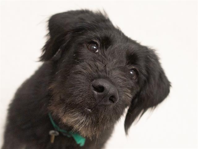 Lily - Female - Labrador Retriever-Standard Poodle