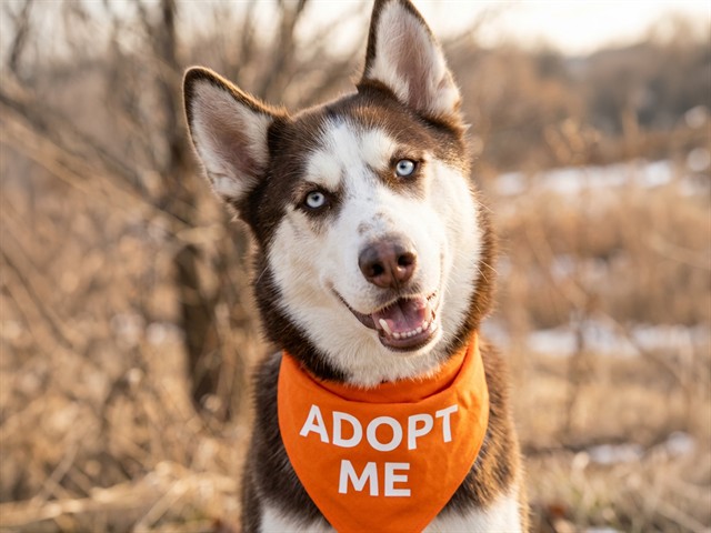 Jax - Male - Siberian Husky