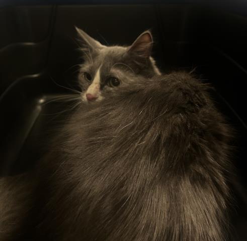 Kendrick - Male - Domestic SH