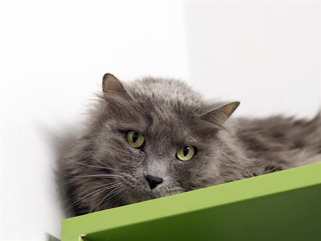 Moonpie - Male - Domestic LH