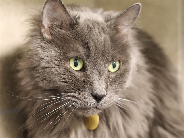 Sunny - Male - Domestic LH