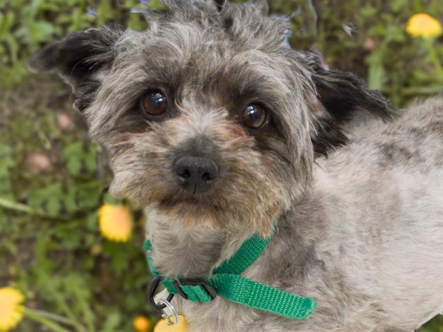 Begonia - Female - Yorkshire Terrier-Miniature Poodle
