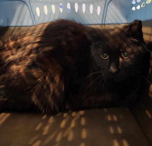 Shadow - Female - Domestic SH