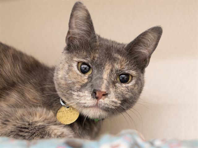 Penelope - Female - Domestic SH