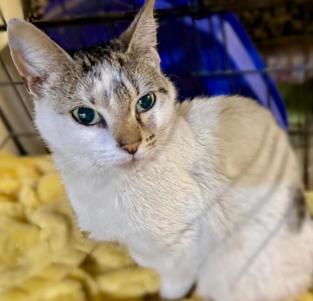 Opal - Female - Domestic SH
