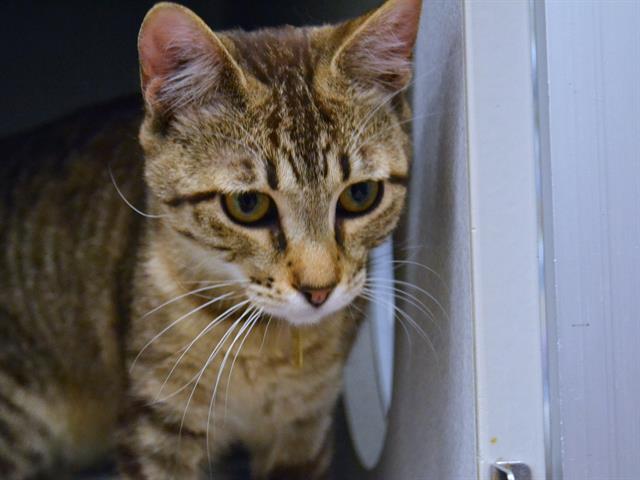 Greta - Female - Domestic SH