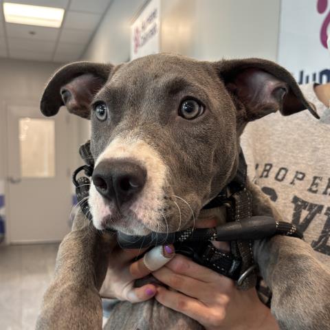 Garret - Male - Pit Bull