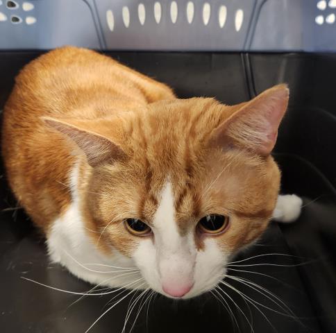 Spaz - Male - Domestic MH