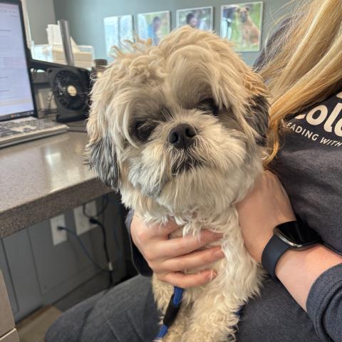  - Male - Shih Tzu-Mix