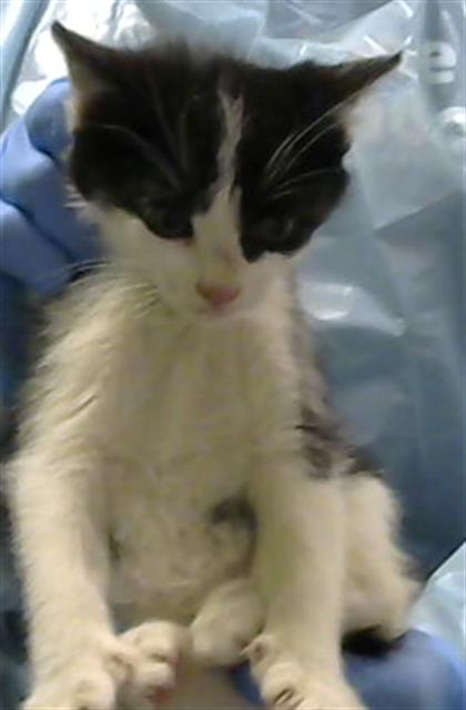  - Male - Domestic LH