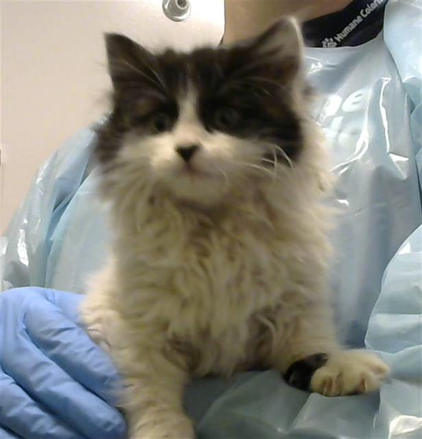  - Female - Domestic LH