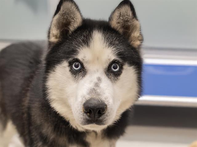 Champ - Male - Siberian Husky