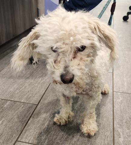  - Female - Miniature Poodle