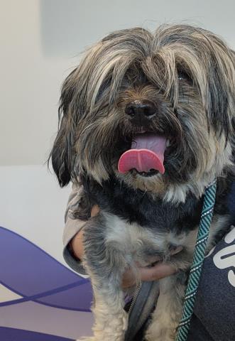  - Female - Shih Tzu-Mix
