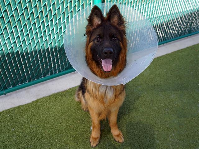 Hilo - Male - German Shepherd