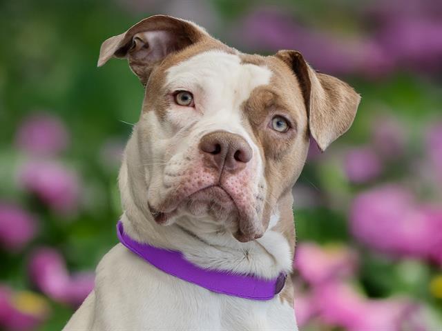 Khadben - Female - Am Bulldog