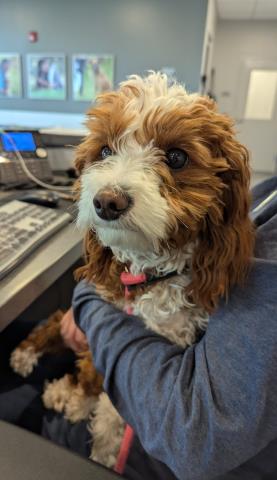  - Female - Miniature Poodle-Mix