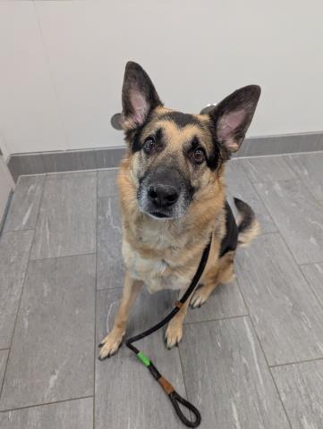  - Male - German Shepherd