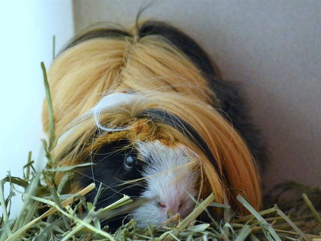 Pickles - Male - Guinea Pig