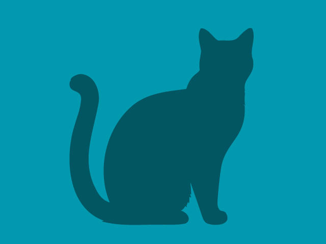 Gracie - Female - Domestic SH