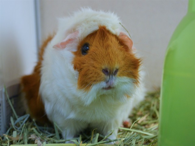 Tootsie - Female - Guinea Pig