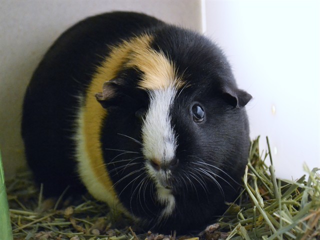 Roll - Female - Guinea Pig