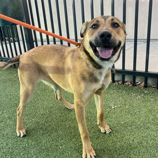 Roxy - Female - German Shepherd-Pit Bull